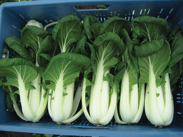 Pak Choy, Bopak Hybrid Organic