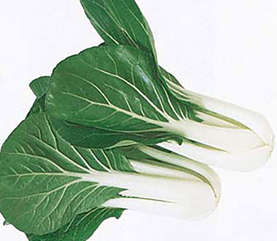 Pak Choy, Canton White stem