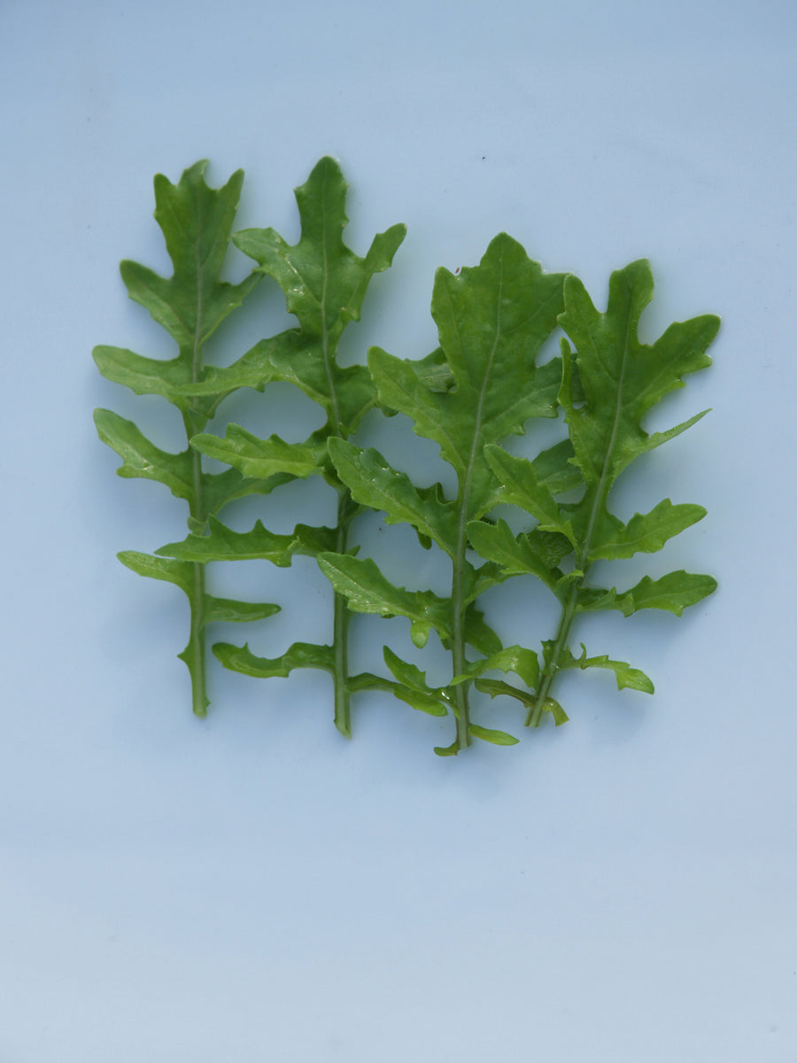 Arugula, SkyRocket-Surrey :CF