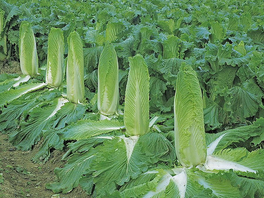 Cabbage, Monument Hybrid