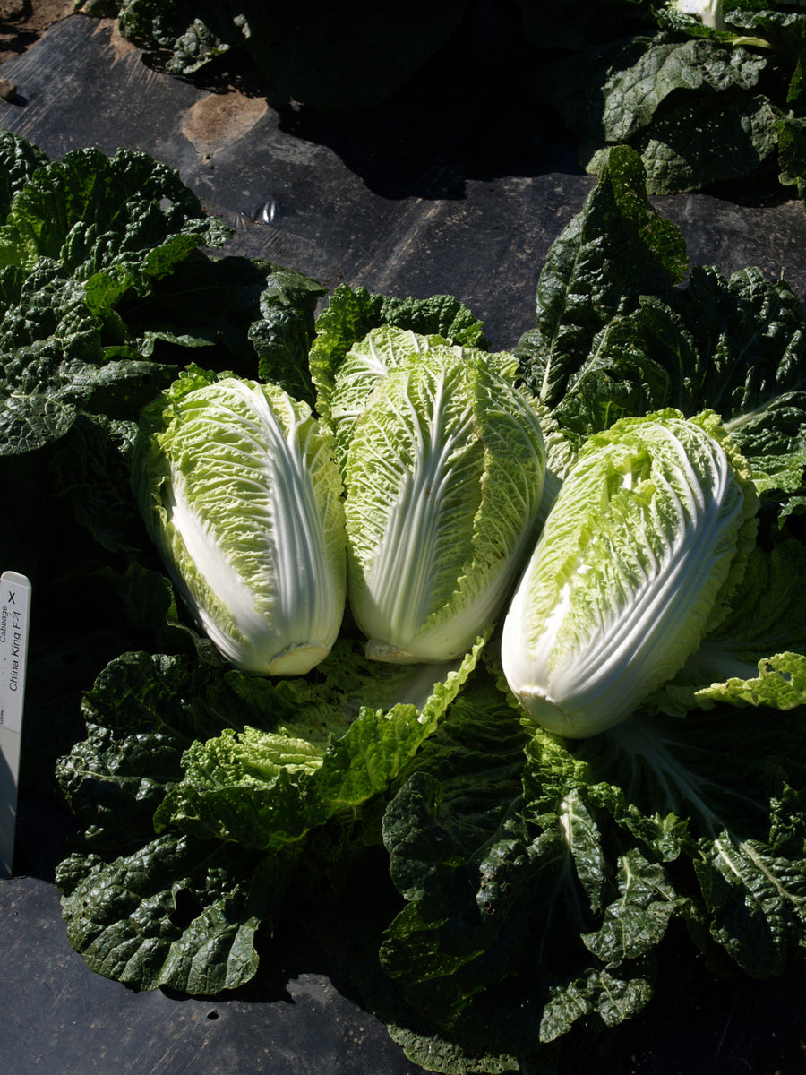 Cabbage, Blues Hybrid