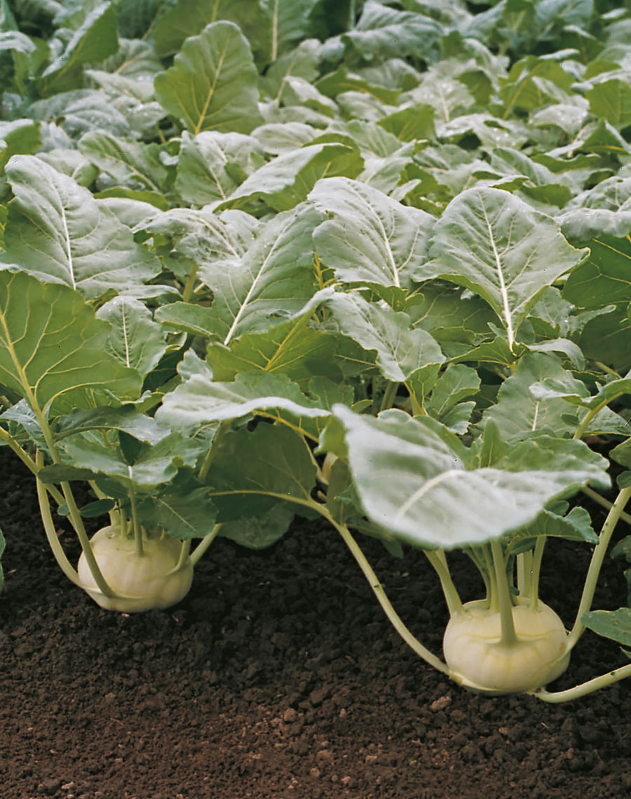 Kohlrabi, Korist Hybrid Organic