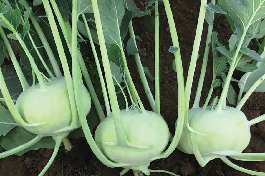 Kohlrabi, Konan Hybrid Organic