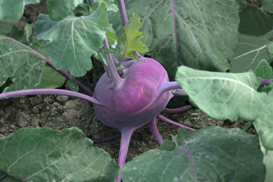 Kohlrabi, Kolibri Hybrid Organic