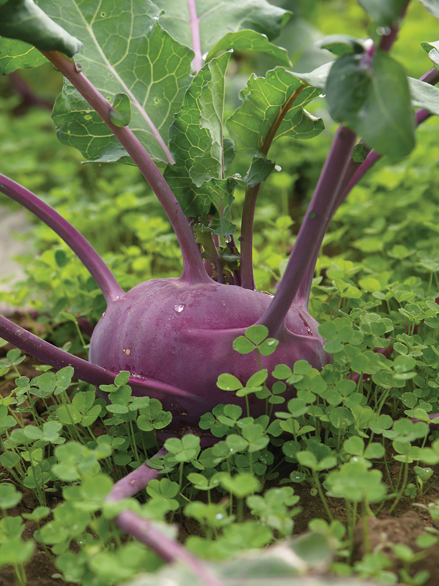 Kohlrabi, Azur Star Organic