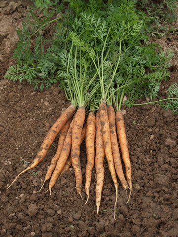 Carrots, Amsterdam Maxi