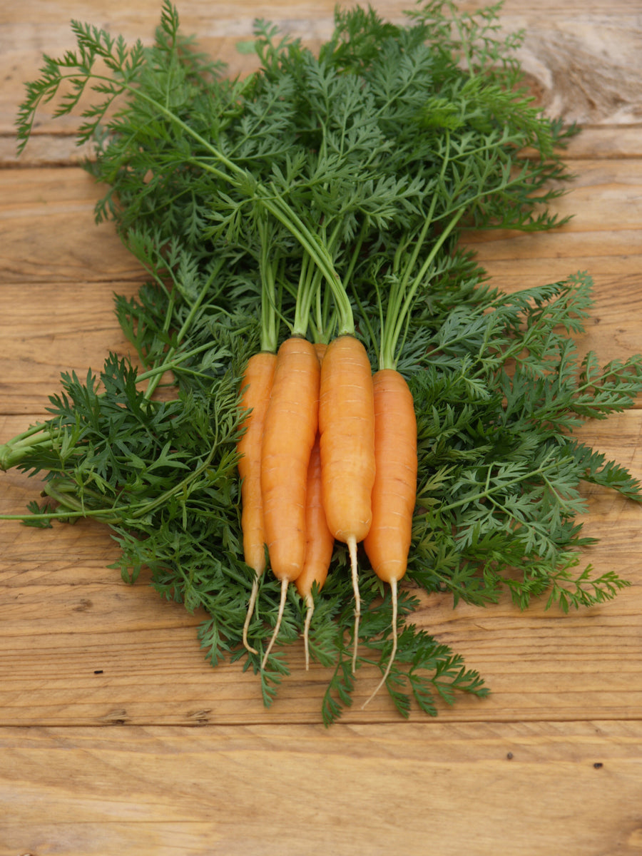Carrots, Adelaide Hybrid