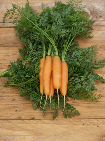 Carrots, Adelaide Hybrid