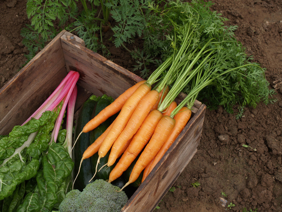 Carrots, Mokum Hybrid