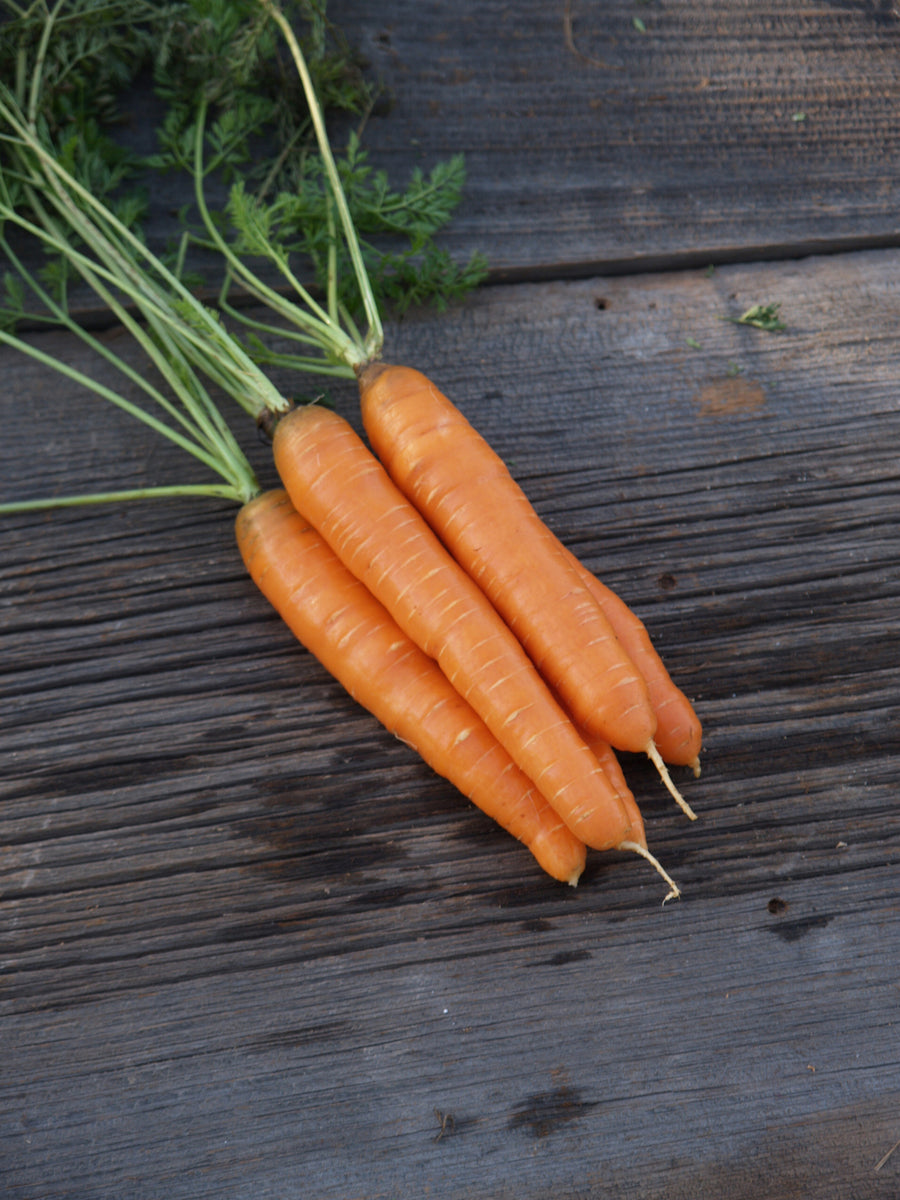 Carrots, Napoli Hybrid NCT