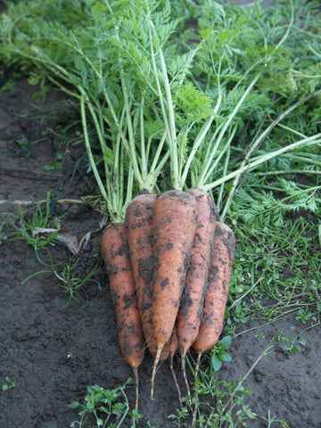 Carrots, Touchon Selection