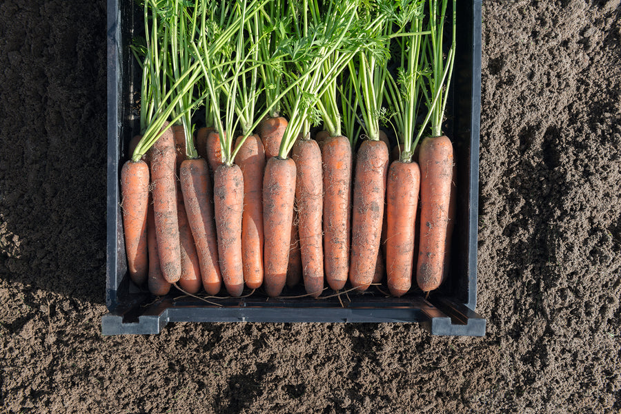 Carrots, Naval Hybrid