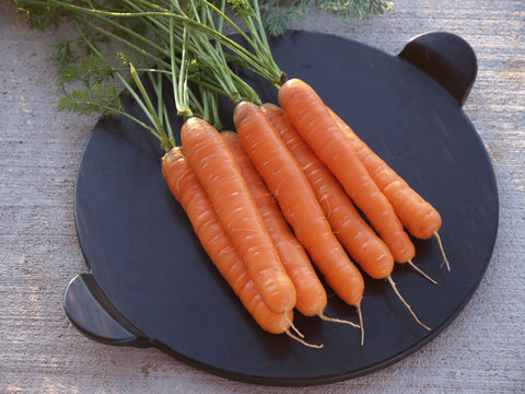 Carrots, Bolero Hybrid