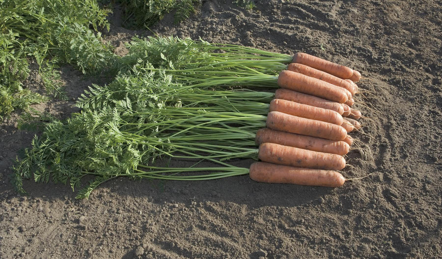 Carrots, Miami Hybrid Organic