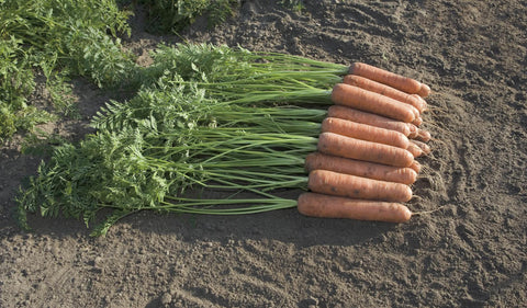 Carrots, Miami Hybrid Organic