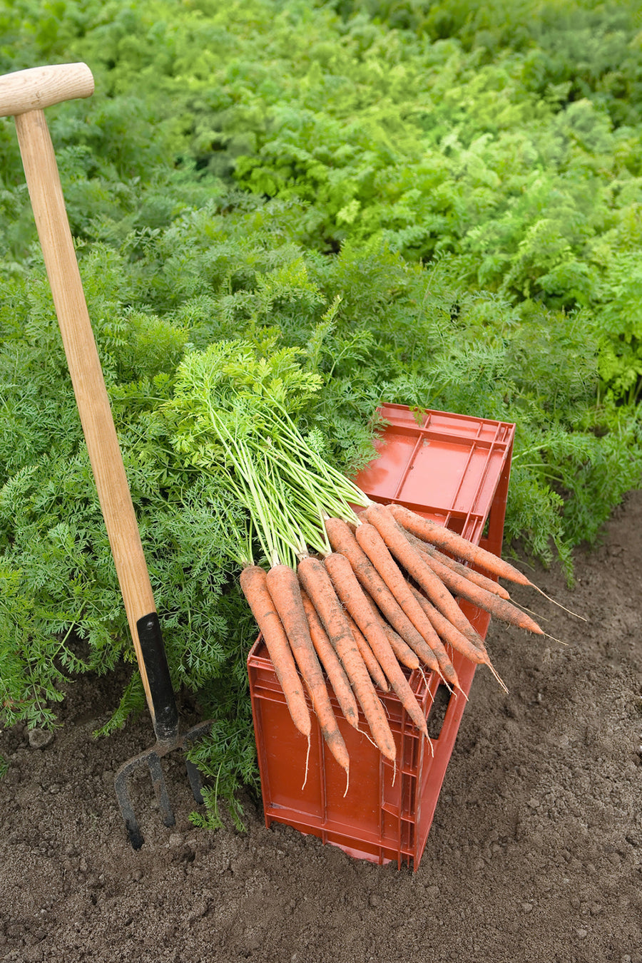 Carrots, Ibiza Hybrid