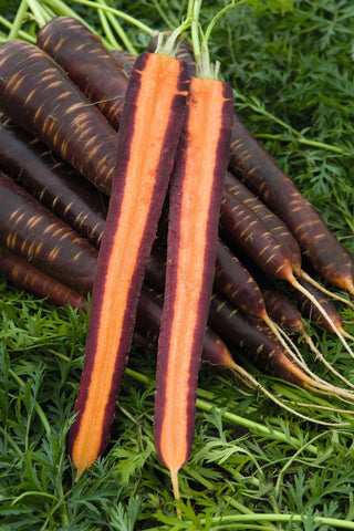 Carrots, Purple Haze Hybrid