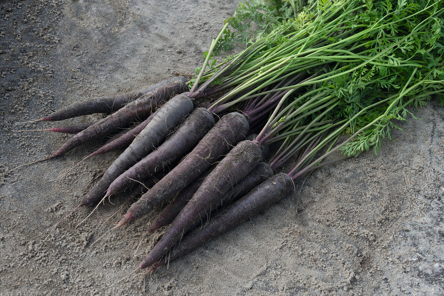 Carrots, Purple Sun Hybrid