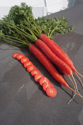 Carrots, RedSun Hybrid