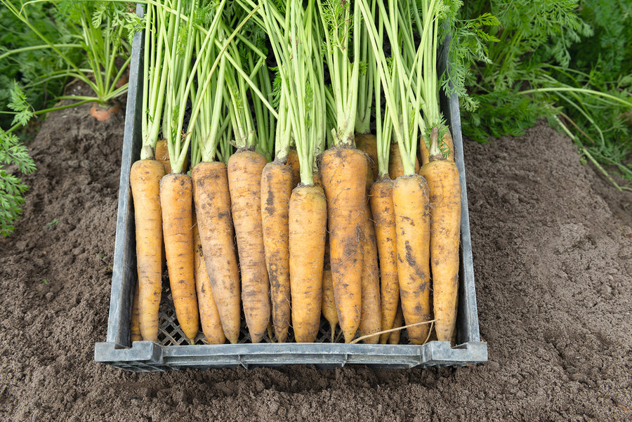 Carrots, Yellowstone Organic