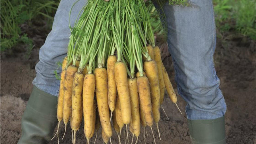 Carrot, Yellow Moon Hybrid