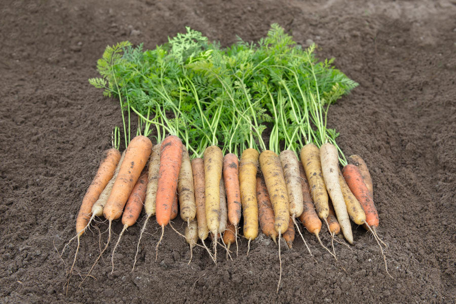 Carrots, Rainbow Hybrid