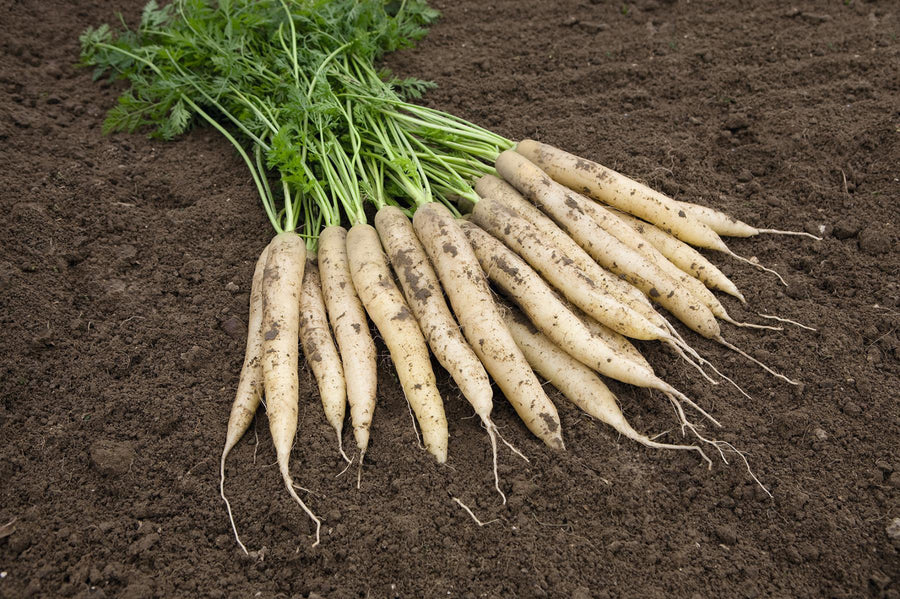 Carrots, White Satin Hybrid