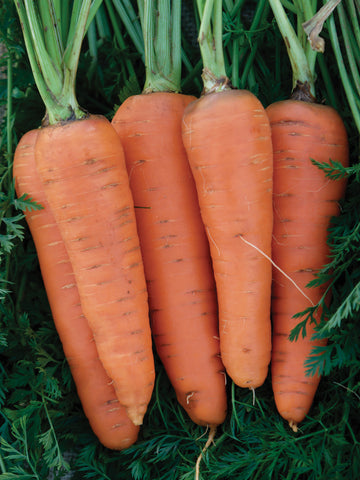 Carrots, Danvers #126