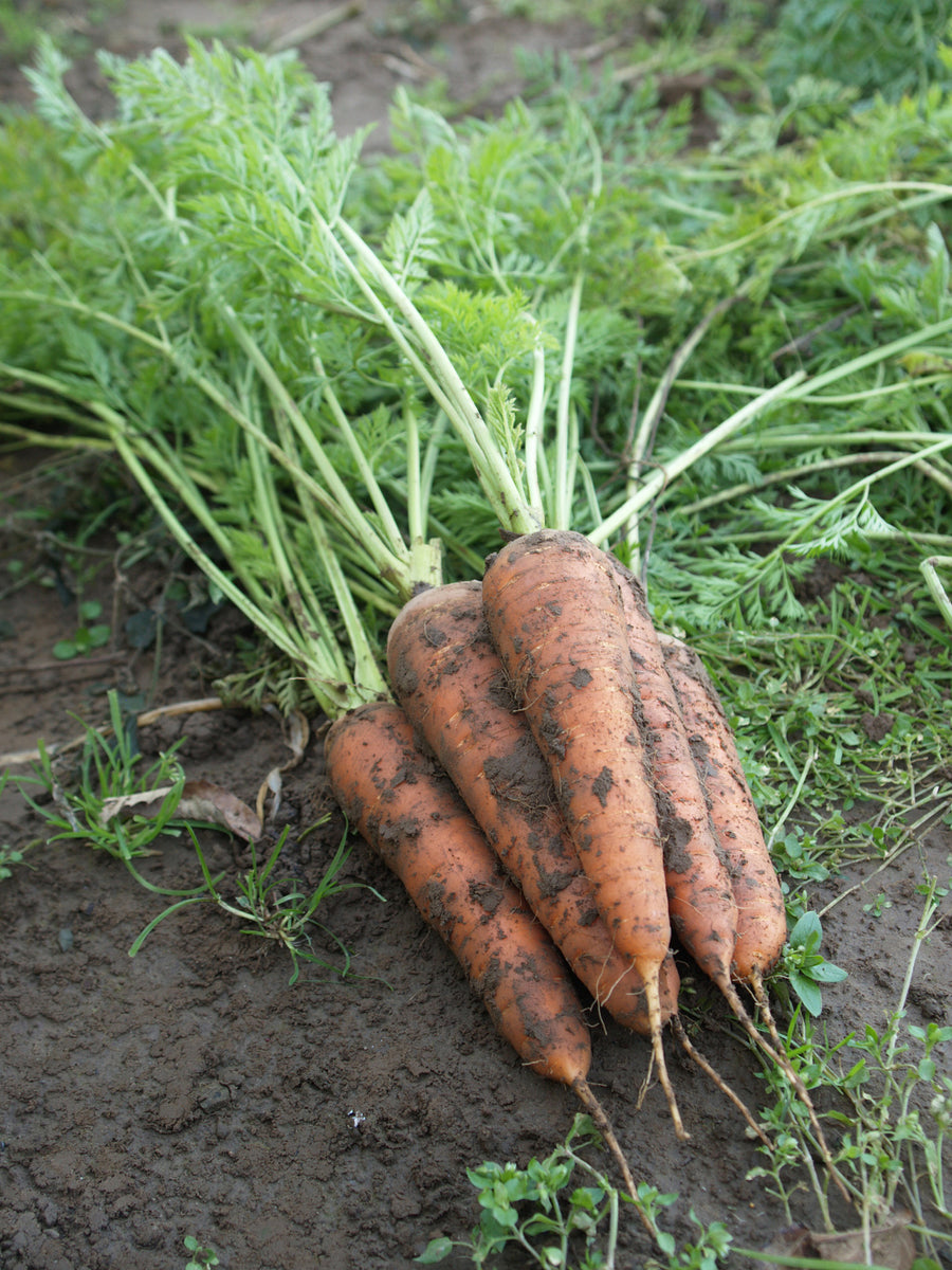Carrots, Royal Chantenay
