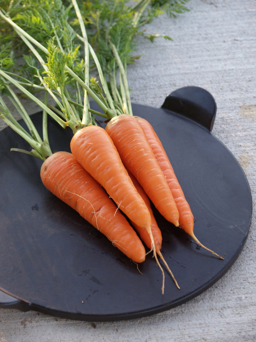 Carrots, Cupar Hybrid NCT