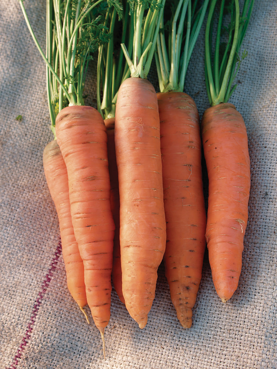 Carrots, Flakkee Autumn King