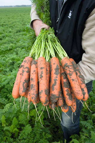 Carrots, Baltimore Hybrid
