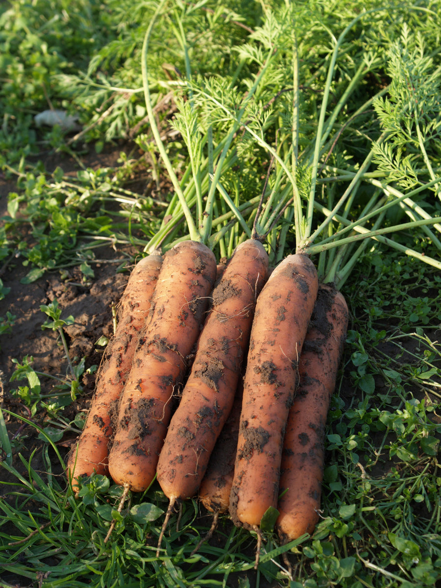 Carrots, Berlicummer II
