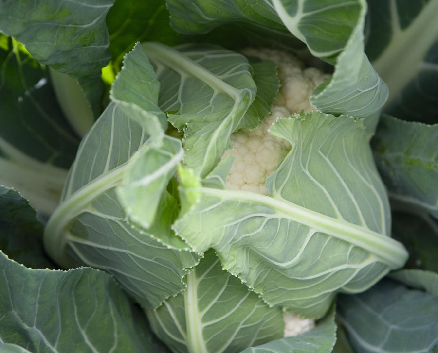 Cauliflower, Adona Hybrid Organic