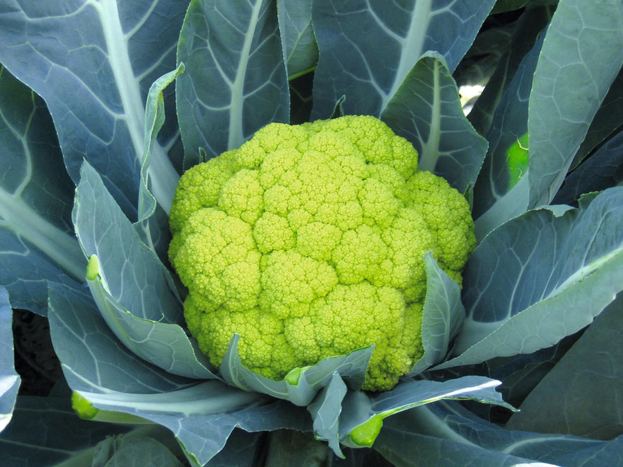 Cauliflower, Susana Hybrid