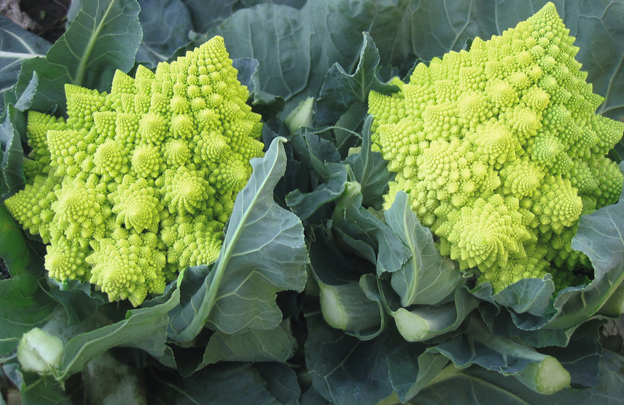 Cauliflower, Veronica Hybrid Organic
