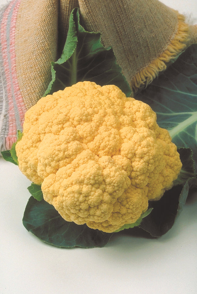 Cauliflower, Cheddar Hybrid