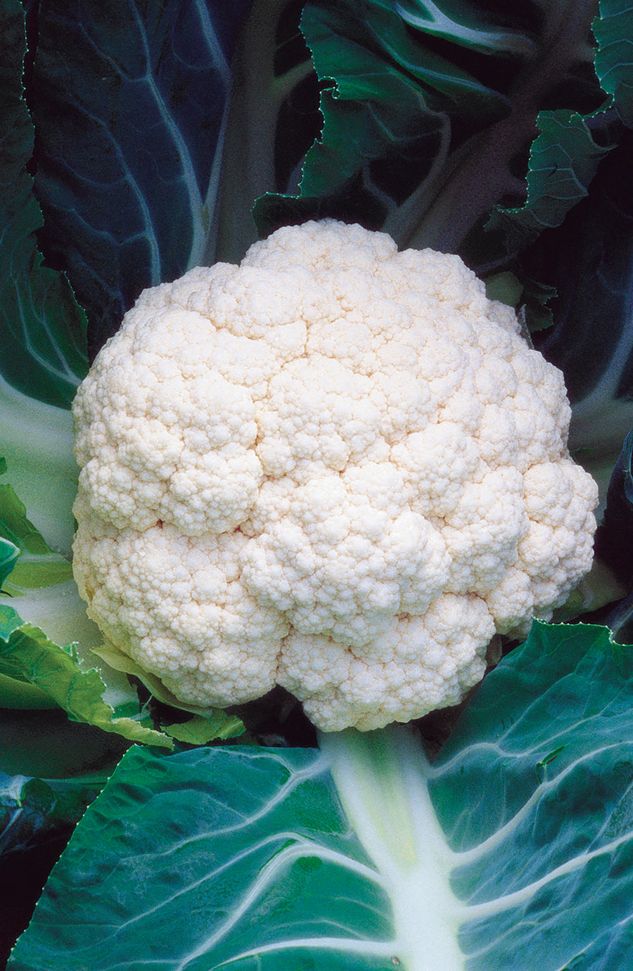 Cauliflower, Minuteman Hybrid