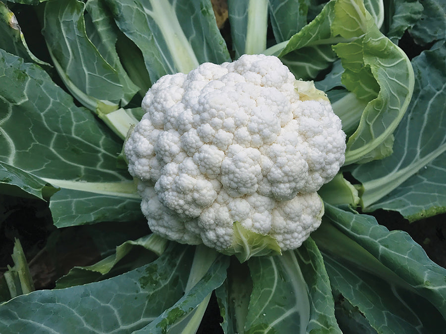 Cauliflower, Mardi Hybrid Organic - CF