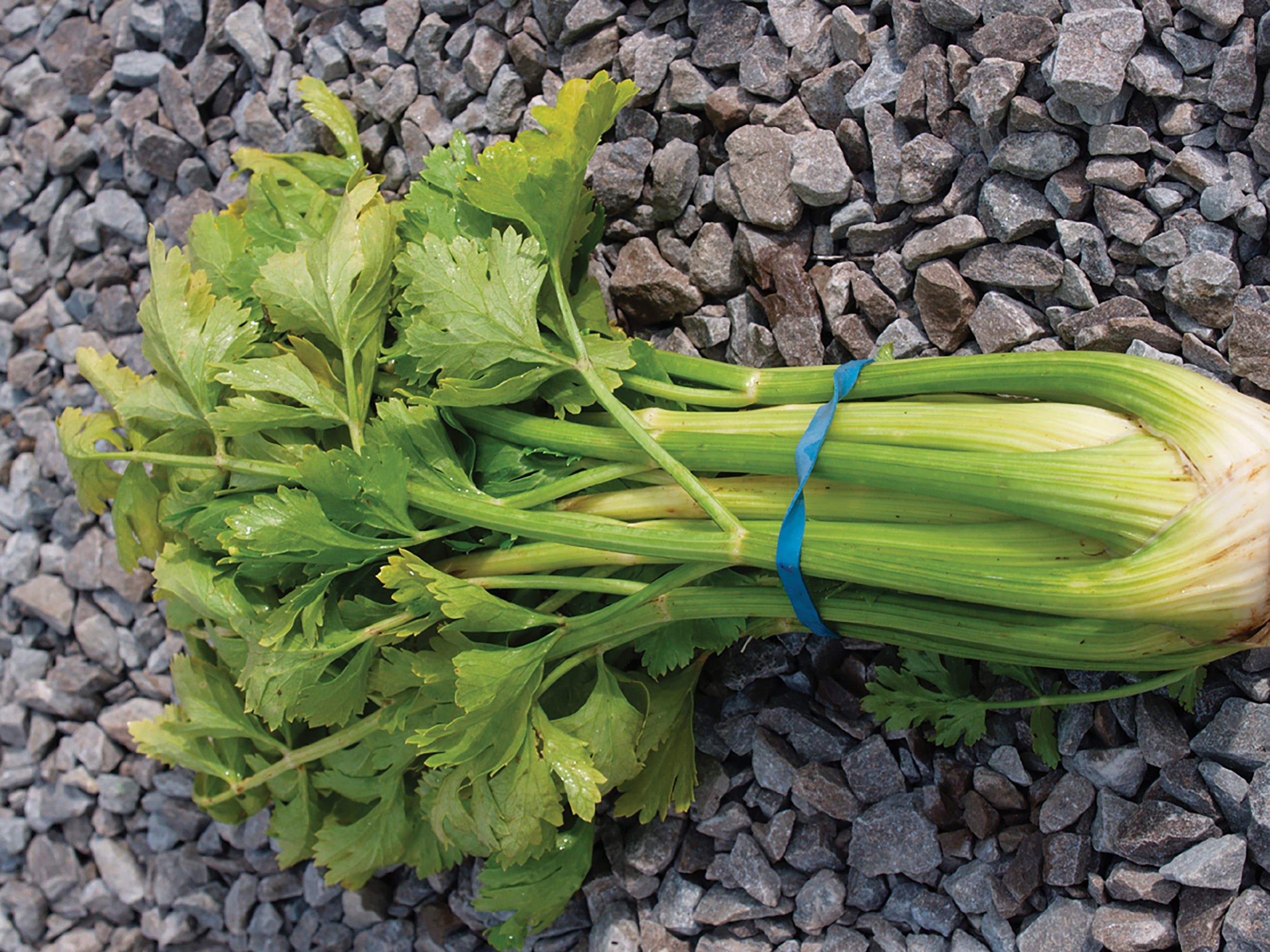 Celery, Golden Self Blanching William Dam Seeds