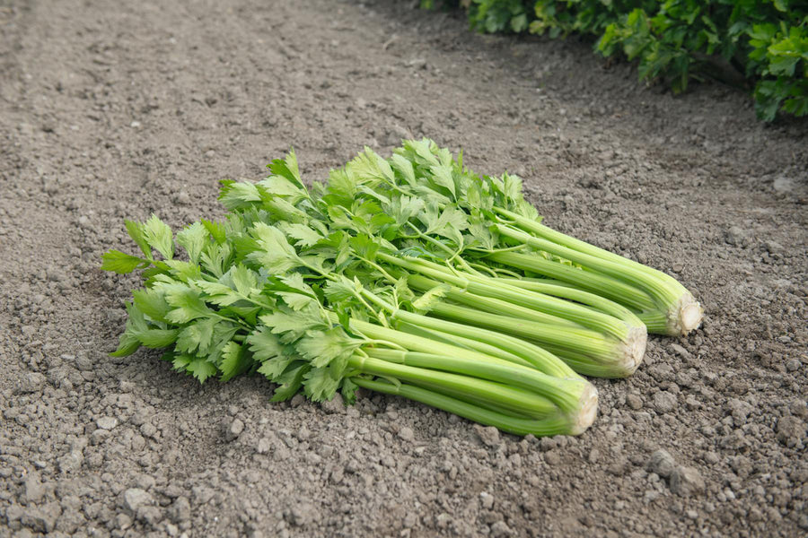 Celery, Tango Organic