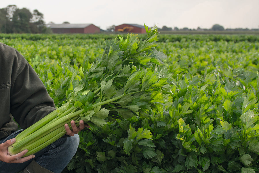 Celery, Merengo Hybrid Organic