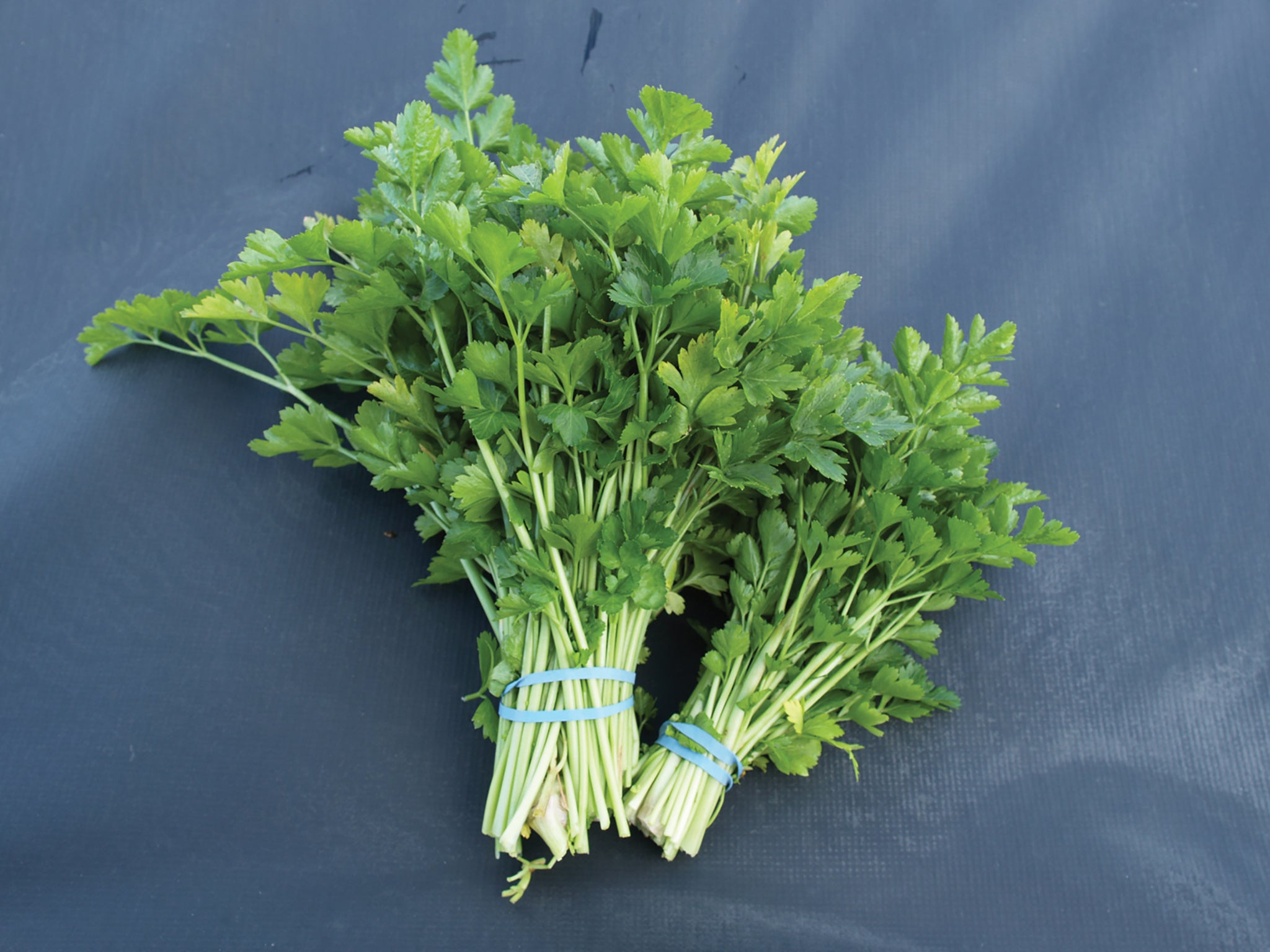 Celery, LeafAmsterdam William Dam Seeds