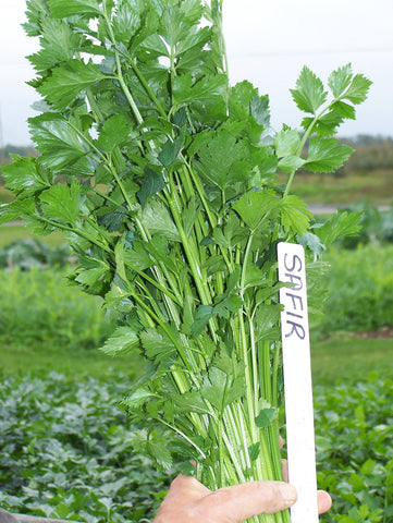 Celery, Safir Organic