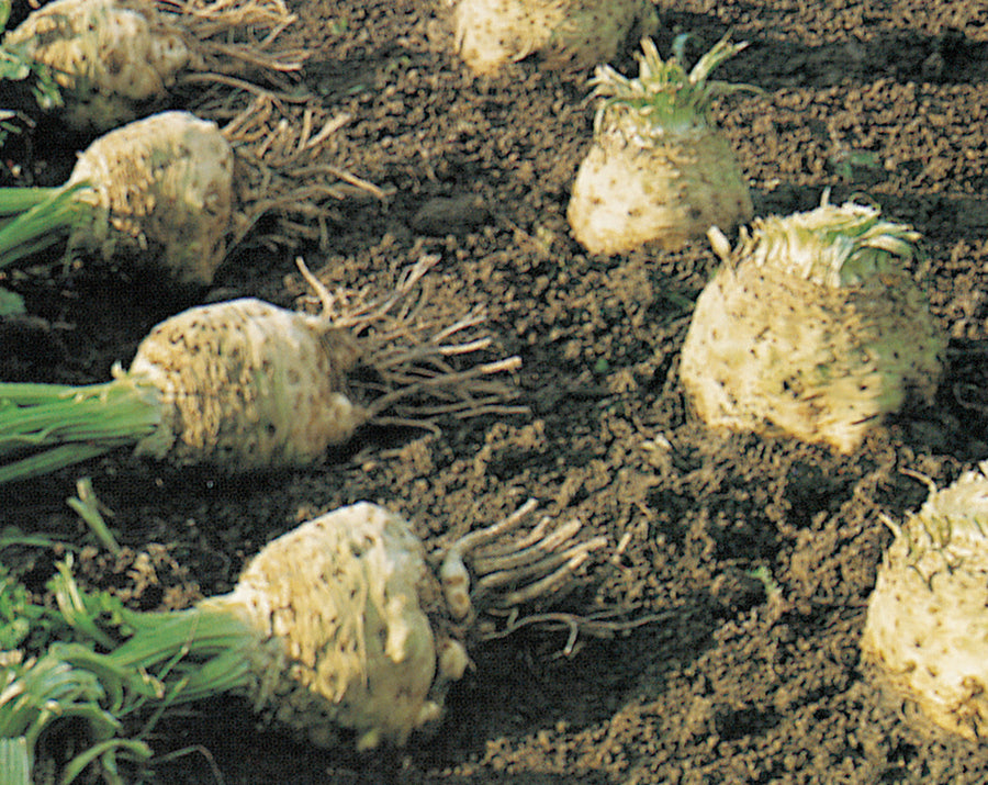 Celeriac, Giant Prague-Dolvi