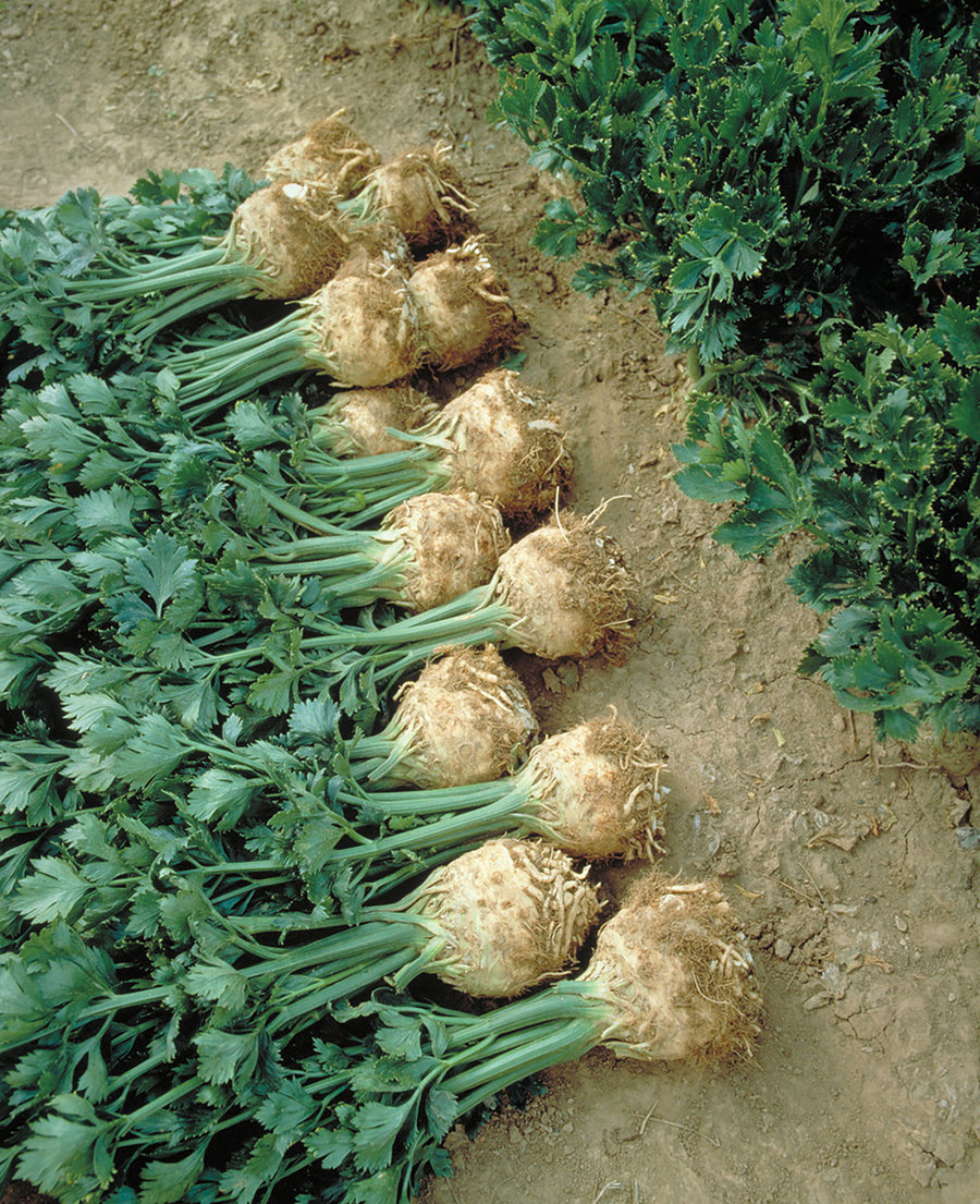 Celeriac, Mars Organic