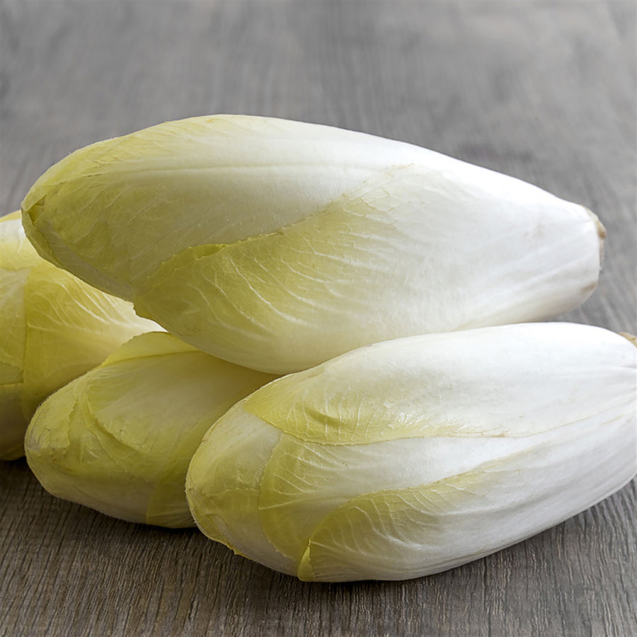 Chicory, Zoom Hybrid