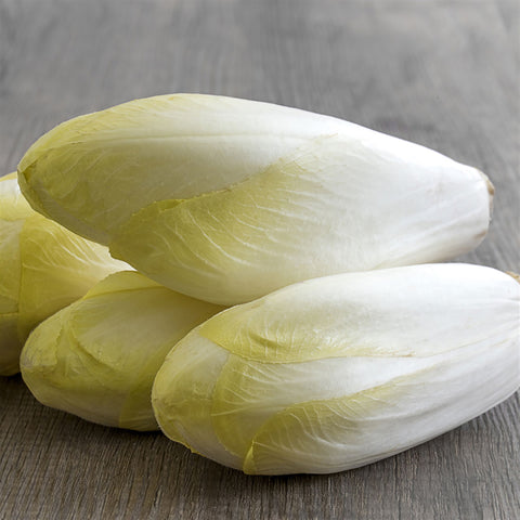 Chicory, Zoom Hybrid