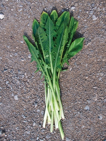 Chicory/Witloof, Catalogna Special Laguna