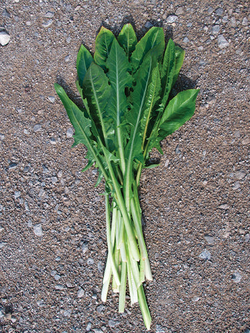 Chicory/Witloof, Catalogna Special Laguna